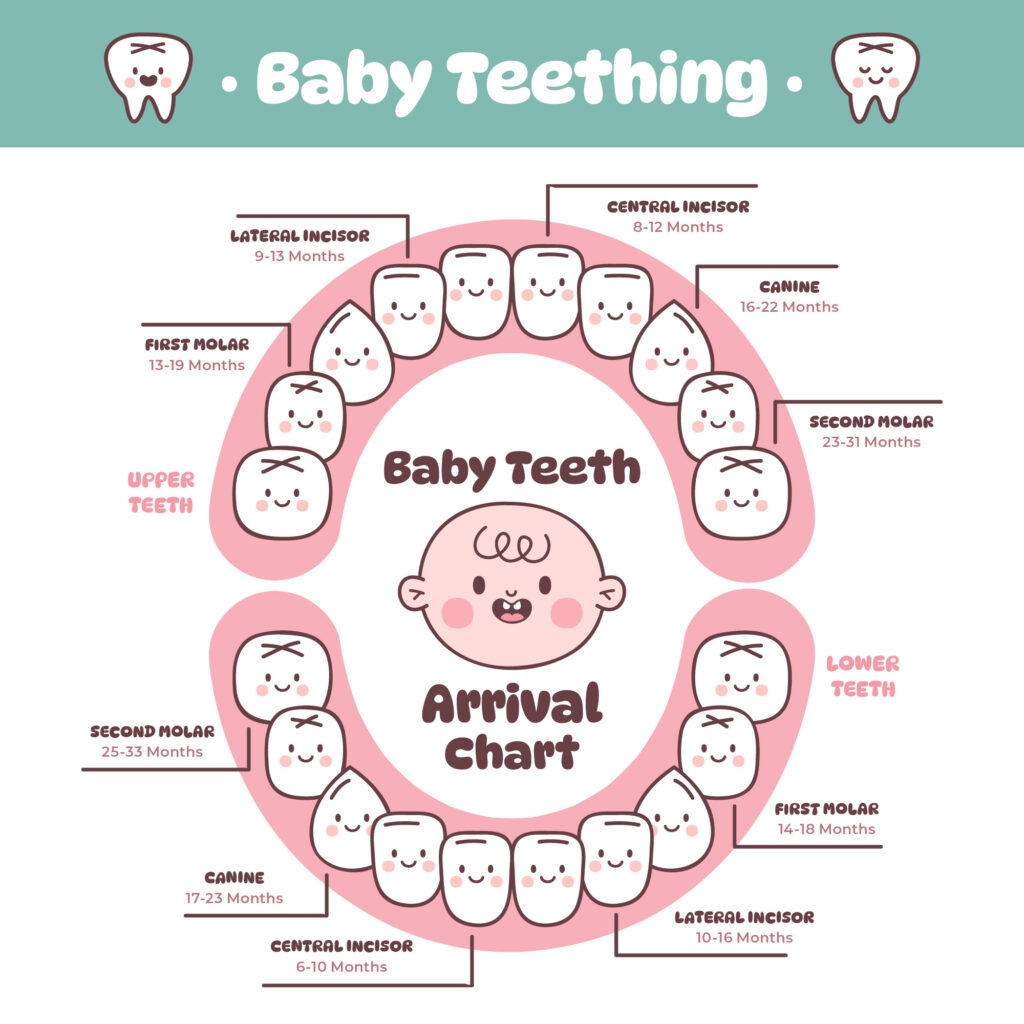 stages of teeth eruption in babies